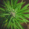 Spolek Racionální regulace odmítá vládní návrh na zákaz přírodního CBD a snížení limitu THC 
